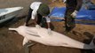 Over 100 dolphins found dead in a week as lake hits record heat