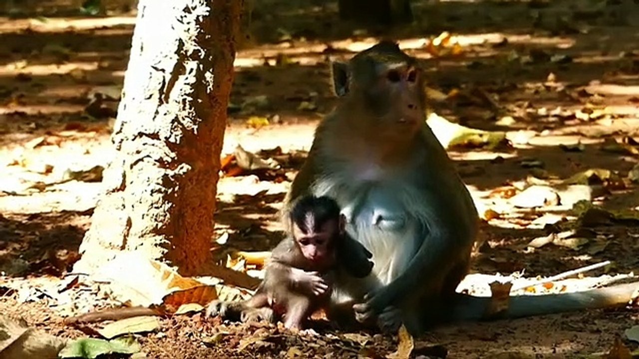 Monkey baby Alba and monkey Anna.. P3