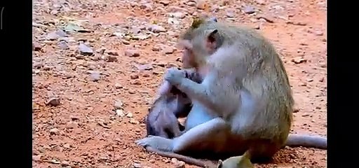 Khỉ mẹ đang làm mọi thứ để khỉ con rời xa mẹ và tự mình đi kiếm ăn