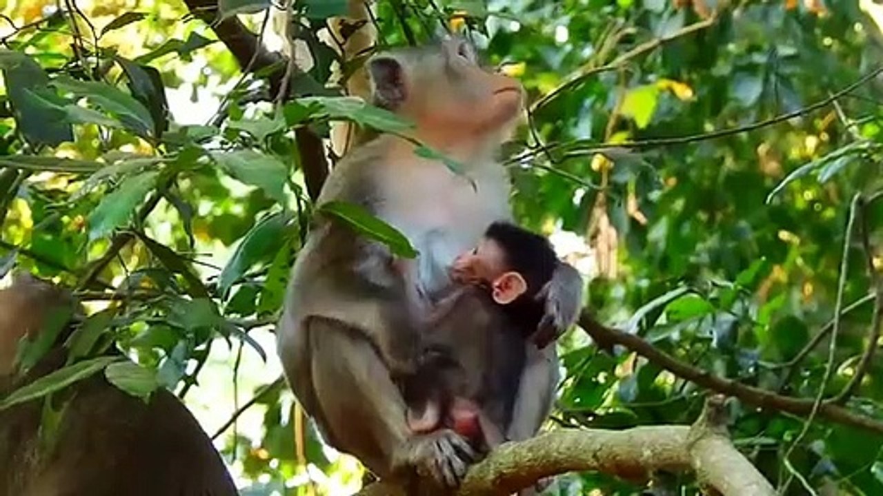 Monkey baby Alba and monkey Anna. ...P19