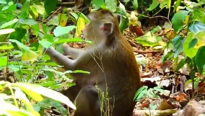 Monkey baby Alba and monkey Anna... P2