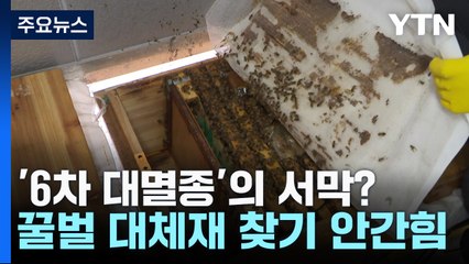 6차 대멸종의 서막?...꿀벌 대체재 찾기 안간힘 / YTN
