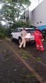 Árvore caiu em cima de carro durante temporal em Apucarana