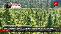 Autoridades localizan plantíos de marihuana en la Sierra de Chihuahua