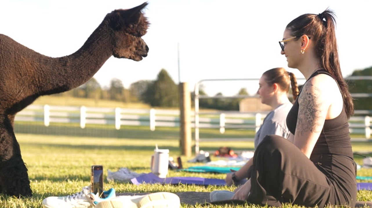 I did alpaca yoga at a farm just an hour outside of New York City