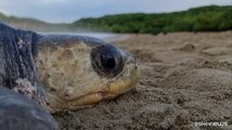 Nicaragua, lo spettacolo delle tartarughe che depongono uova