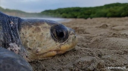 Download Video: Nicaragua, lo spettacolo delle tartarughe che depongono uova