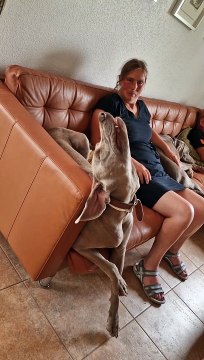 Dog Tries To Find A Comfortable Sleeping Position