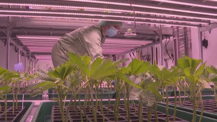 Cannabis light, da Tar ok a prodotti per uso orale