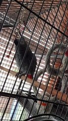 DJ Bubbles The Beatboxing African Grey