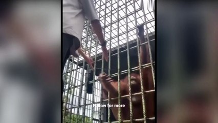 Funny Cats and Dogs Hilarious Moments