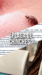 París y México podrían estar infestados por una plaga de chinches  #TuNotiReel