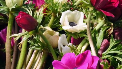 La Ferme florale de Camille Bande-annonce VF (2023) Documentaire