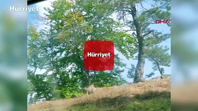 Nesli tükenme tehlikesi altında olan vaşak görüntülendi
