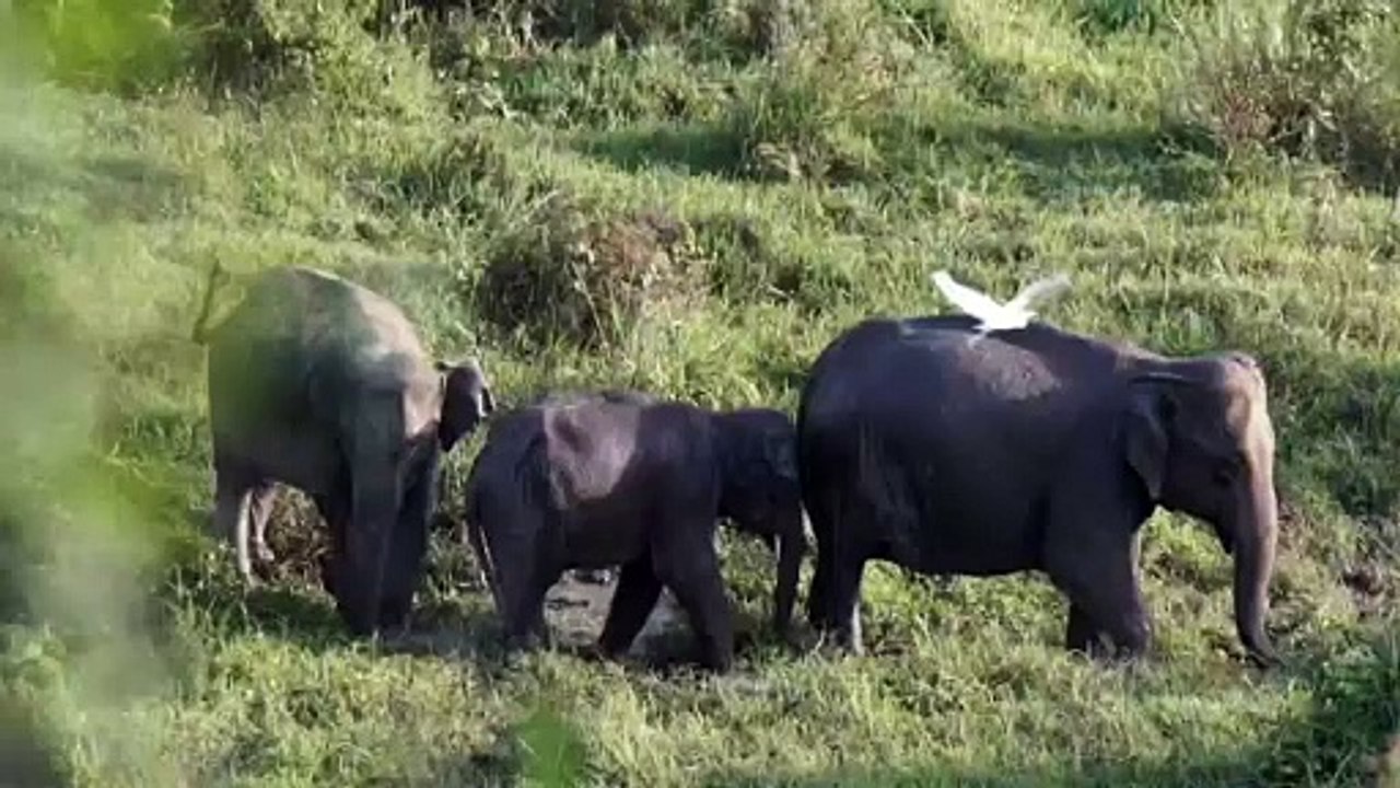 Elephant Families Unite