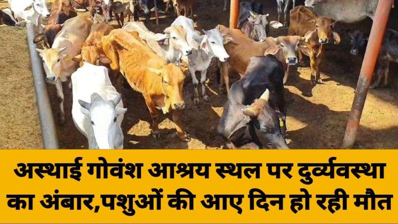 गाजीपुर: अस्थाई गोवंश आश्रय स्थल पशुओं की आए दिन हो रही मौत