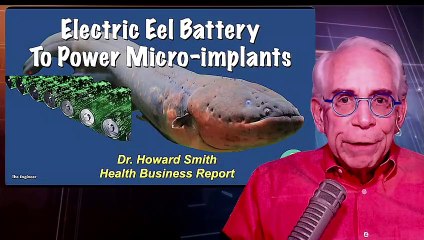 An Electric Eel Battery May Power Micro-implants