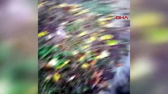 Köylülerin doğaya bıraktığı vaşak yavrusu, köye geri döndü