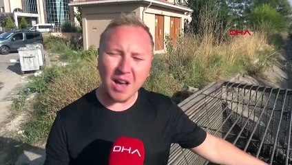Edirne'deki kuruyan su kanalında yüzlerce balık öldü