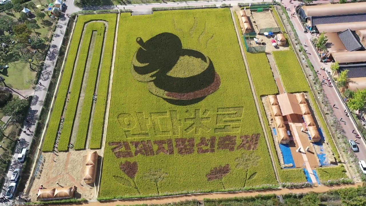 익어가는 들녘 지평선 축제...하얀 꽃망울 구절초 '활짝' / YTN