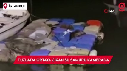 Tuzla Sahili’nde ortaya çıkan su samuru kamerada
