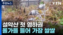 [날씨] 올가을 들어 가장 쌀쌀...내륙 기온 뚝, 설악산 첫 영하권 / YTN