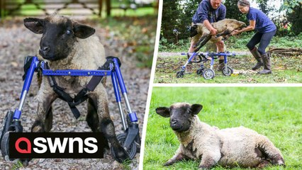 Disabled lamb back on her hooves after rescuers build her an off-road wheelchair
