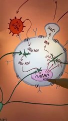 Fonctionnement du VIH et des traitements