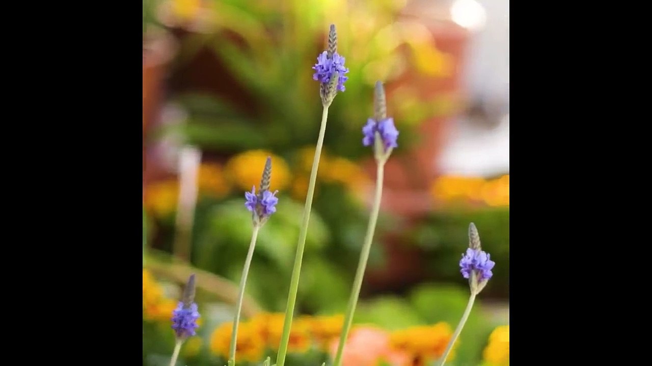 13 Genius Gardening Hacks That You’ll Be Glad to Know! Blossom