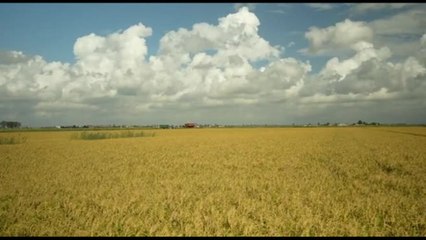 I pesci tornano nelle risaie: così nasce il riso sostenibile di Lidl