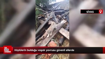 Sivas'ta köylülerin bulduğu vaşak yavrusu güvenli ellerde