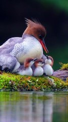 Best Meditation Shorts Video | Beautiful Birds in the World 12 | #short #viralshorts