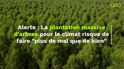 Alerte : La plantation massive d'arbres pour le climat risque de faire "plus de mal que de bien"