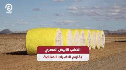 الذهب الأبيض المصري يقاوم التغيرات المناخية