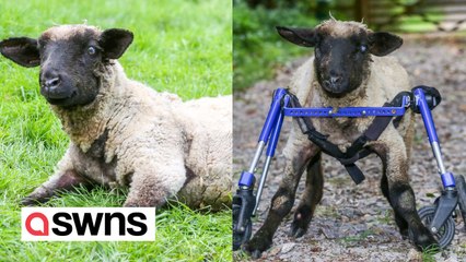 Disabled lamb back on her hooves - after rescuers build her an off-road wheelchair