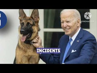 Biden's dog Commander leaves White House after biting incidents