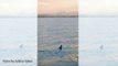 Whales filmed off Illawarra coast at sunset│October 5, 2023│Illawarra Mercury