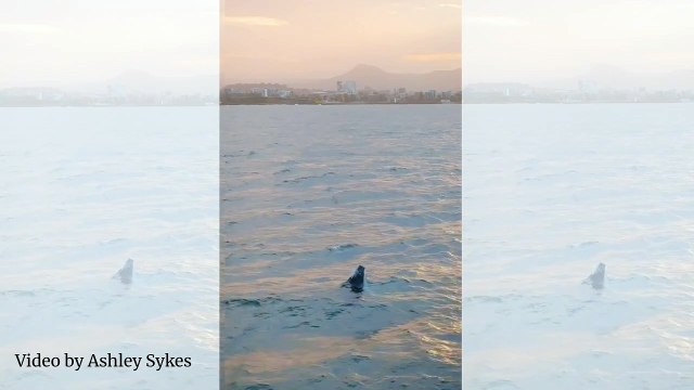 Whales filmed off Illawarra coast at sunset│October 5, 2023│Illawarra Mercury