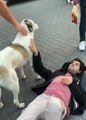Köpek, kaza yapan gencin başından ayrılmadı: Ambulans gelene kadar bekledi