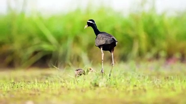 Bronze winged Jacana chicks _ Bronze winged Jacana _ Jacana _ Jacana chicks