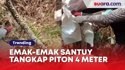 Tải video: Viral Gerombolan Emak-emak Santai Tangkap Ular Piton Panjang 4 Meter: Makan Besar Kami Malam Ini