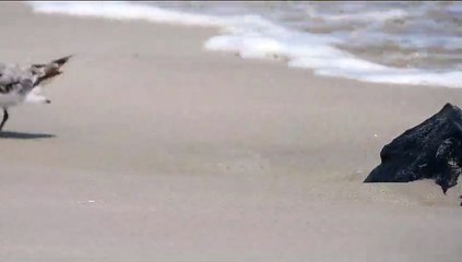 Video: One-legged baby bird’s 5,000 km journey to Kalba leaves UAE wildlife expert amazed