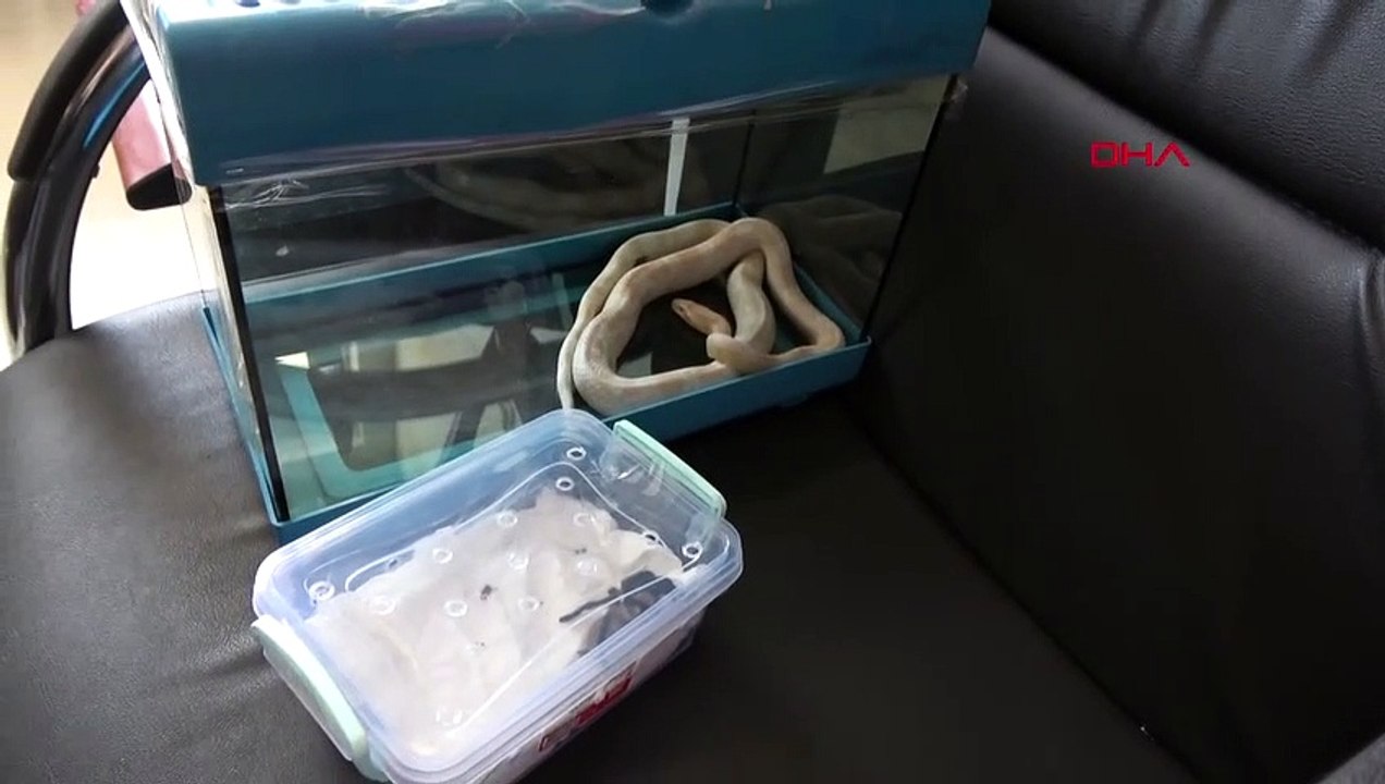 Opération illégale de serpents et de tarentules à Aksaray