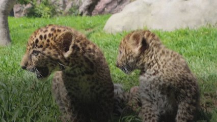 Des bébés léopards dans une zoo péruvien