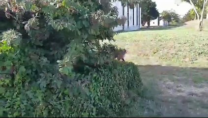 Hermès, chien de la gendarmerie.