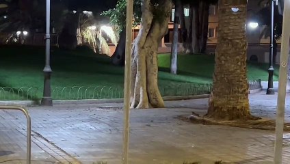 Una rata se pasea por la Plaza de la Feria