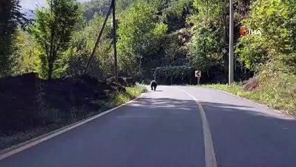 Asfalt yola inen boz ayı böyle görüntülendi