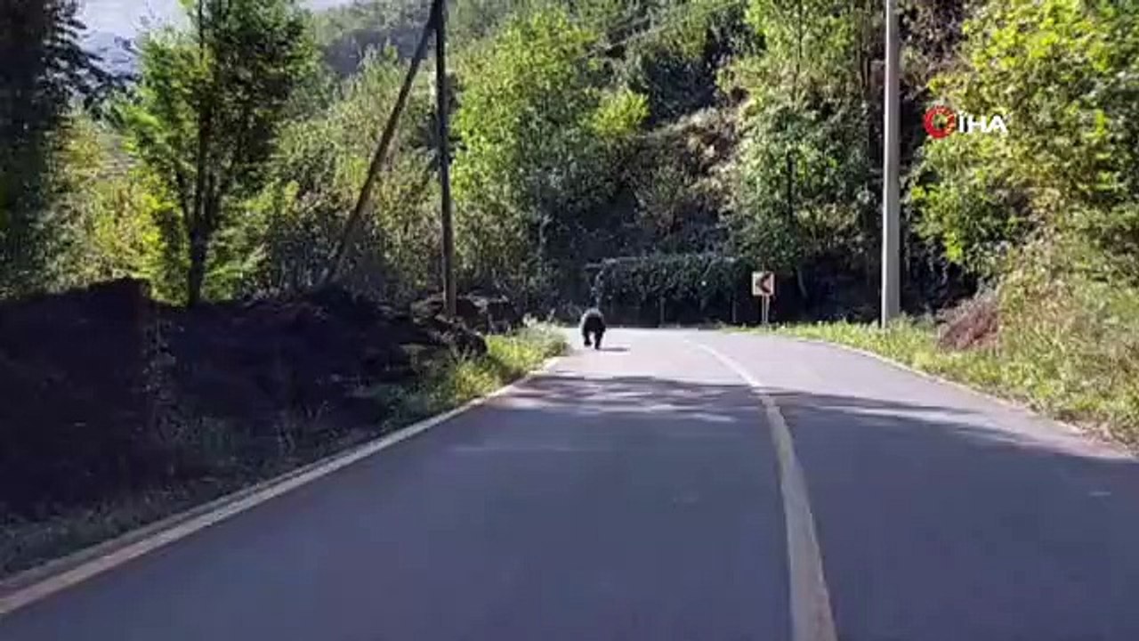 Asfalt yola inen boz ayı böyle görüntülendi