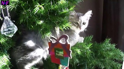 Funniest Cats Videos, The Siliest, Cutest And Funniest Cats 17