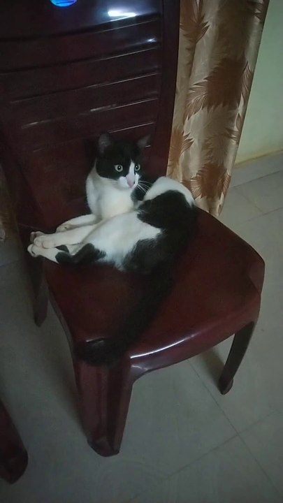 Cat Amazing Video